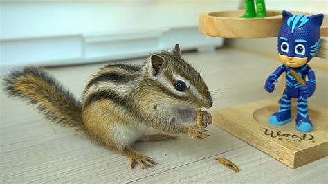 lil chipmunk|little chipmunk twitch.